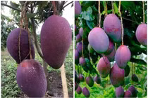 Xoài tím “khổng lồ” bán khắp chợ mạng, chỉ từ 20.000 đồng/kg