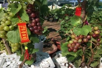 Nho kiểng đủ màu sắc tràn ngập thị trường Tết