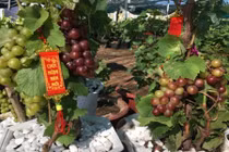 Nho kiểng đủ màu sắc tràn ngập thị trường Tết