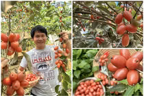 Đã mắt khu vườn trĩu quả tại quê nhà của ca sĩ Trọng Tấn