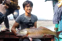 Tận mắt cá sủ vàng 8kg ở Nghệ An, 900 triệu chưa bán