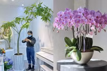 6 loại “hoa tài lộc” trồng trong chậu nhỏ cũng nở tung