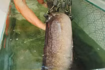 Cận cảnh cá lệch “khủng” giá hàng chục triệu trên sông Lam