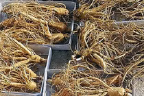 Cận cảnh thu hoạch “thần dược” nhân sâm hái ra tiền