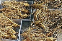 Cận cảnh thu hoạch “thần dược” nhân sâm hái ra tiền