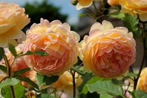 5 loại hoa hồng leo dễ trồng trong nhà phố