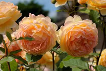 5 loại hoa hồng leo dễ trồng trong nhà phố