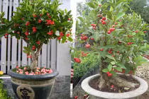 Độc đáo mận trĩu quả lên chậu thành bonsai đẹp mê ly