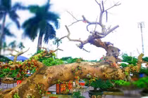 Thích mắt ngắm sung cảnh chi chít quả 