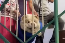 Video: Cặp vợ chồng già khiêng chú chó lên xuống cầu thang mỗi ngày 