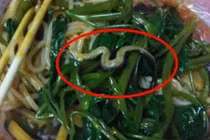 Để rắn chui vào bát mỳ của khách, nhà hàng bị đóng cửa