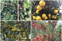 Tròn mắt xem loạt cây “vỡ kế hoạch” của nông dân Việt