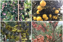 Tròn mắt xem loạt cây “vỡ kế hoạch” của nông dân Việt