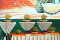 3 trái sầu riêng giá hơn 2,5 tỷ đồng có gì đặc biệt?