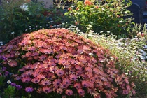 Lạc vào vườn hoa 700m2 của mẹ Việt ở Australia 