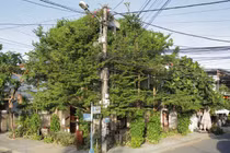 Phủ kín cây xanh, quán cà phê ở Hội An khiến báo ngoại ngỡ ngàng