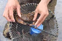 Theo chân người dân săn cua đá kiếm bạc triệu mỗi ngày