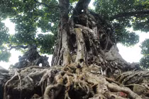 “Sững sờ” sanh cổ bằng 2 biệt thự của đại gia Hà Nội 