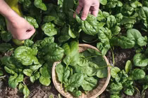 Loại rau nhìn qua tưởng cây dại nhưng được xem là thần dược 