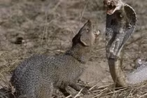 Loài độc vật khiến rắn hổ mang nhìn thấy sẽ co lại 