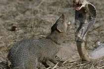 Loài độc vật khiến rắn hổ mang nhìn thấy sẽ co lại 