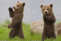 “Phát sốt” với màn biểu diễn kungfu của gấu con 