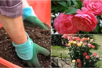 Cẩm nang trồng hoa hồng "trăm phát trăm trúng"
