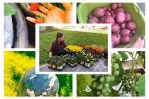 Khu vườn ngập hoa trái trong biệt thự tại Mỹ của Hoa hậu Phạm Hương