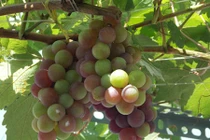 "Bỏ túi" cách trồng nho trên sân thượng sai trĩu quả