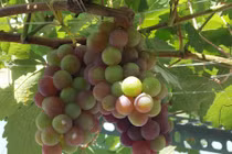 "Bỏ túi" cách trồng nho trên sân thượng sai trĩu quả