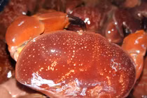 Hải sản ngon hơn ghẹ, rẻ hơn cua hút khách có gì bổ béo?