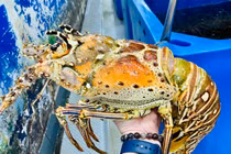 Tôm hùm Caribbean chục triệu/con “cháy hàng” trước Tết có gì đặc biệt?