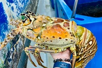 Tôm hùm Caribbean chục triệu/con “cháy hàng” trước Tết có gì đặc biệt?