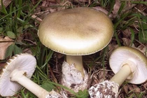 Những thực phẩm có chất độc tự nhiên - lưu lý khi chế biến