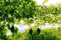 Mướt mắt ngắm 10ha khổ qua rừng “sạch” giữa đồng bằng 