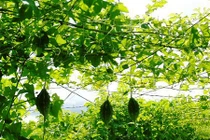 Mướt mắt ngắm 10ha khổ qua rừng “sạch” giữa đồng bằng 