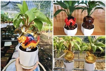 Rồng vàng ôm dừa bonsai “ngóng” khách rước về chơi Tết Giáp Thìn 2024