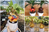 Rồng vàng ôm dừa bonsai “ngóng” khách rước về chơi Tết Giáp Thìn 2024