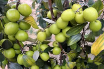 Thăm vườn táo Bàng La hốt trăm triệu dễ ợt ở Hải Phòng