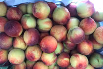 Sự thật ngã ngửa về xuất xứ đào Sa Pa giá siêu rẻ, bán đầy đường