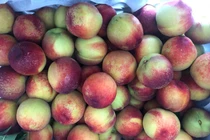 Sự thật ngã ngửa về xuất xứ đào Sa Pa giá siêu rẻ, bán đầy đường