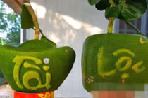 Những vườn bưởi độc lạ đắt khách dịp Tết