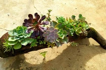 Mê tít tiểu cảnh sen đá trồng trên thân cây