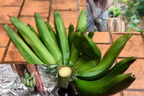 Tròn mắt xem những nải chuối đột biến trong vườn nông dân Việt