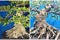 Mãn nhãn loạt si bông Đài Loan mới lạ chơi Tết