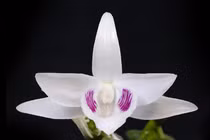 Đại gia Việt vung bao nhiêu tiền chơi cây cảnh?