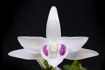 Đại gia Việt vung bao nhiêu tiền chơi cây cảnh?