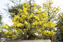 Cận cảnh bộ sưu tập mai vàng ở Đồng Tháp đạt kỷ lục thế giới