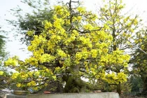 Cận cảnh bộ sưu tập mai vàng ở Đồng Tháp đạt kỷ lục thế giới