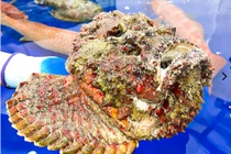 Giật mình loài cá “xấu phát hờn” giá gần 10 triệu đồng/con